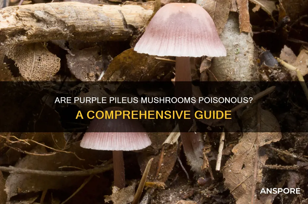 are purple pileus mushroom poisonous