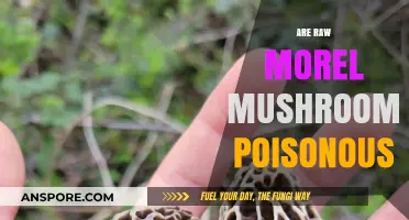 Are Raw Morel Mushrooms Poisonous? Uncovering the Truth About Morel Safety