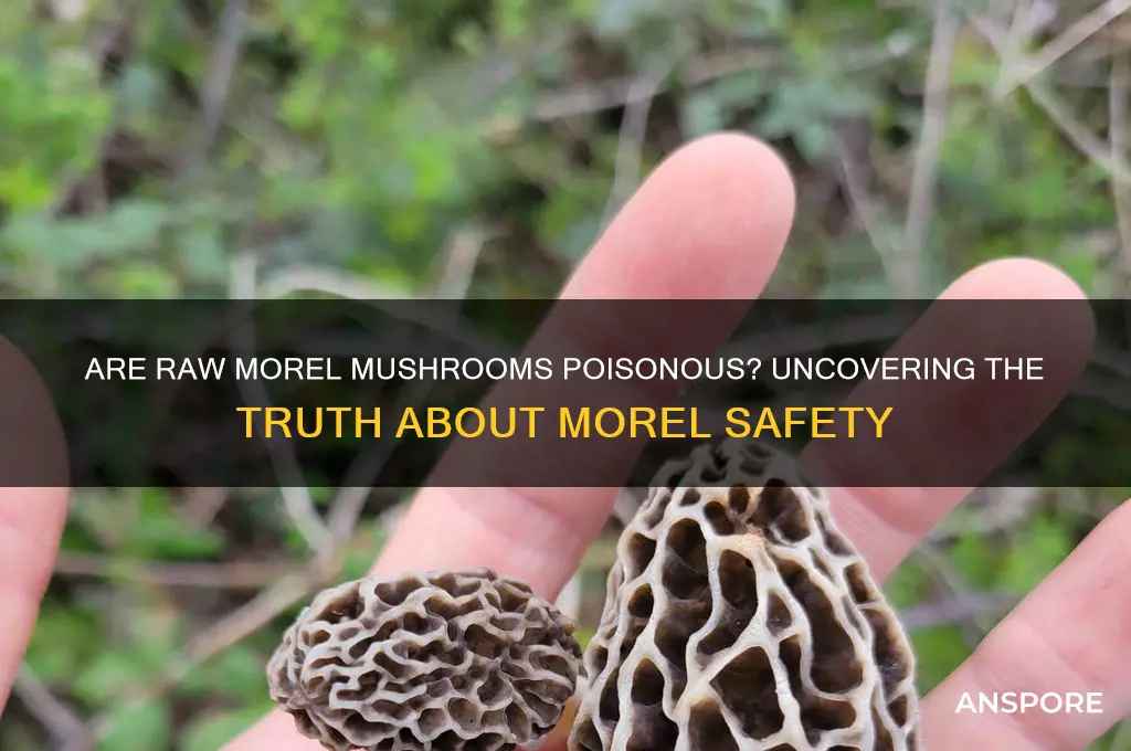 are raw morel mushrooms poisonous