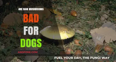 Can Dogs Eat Raw Mushrooms? Risks and Safety Tips Revealed