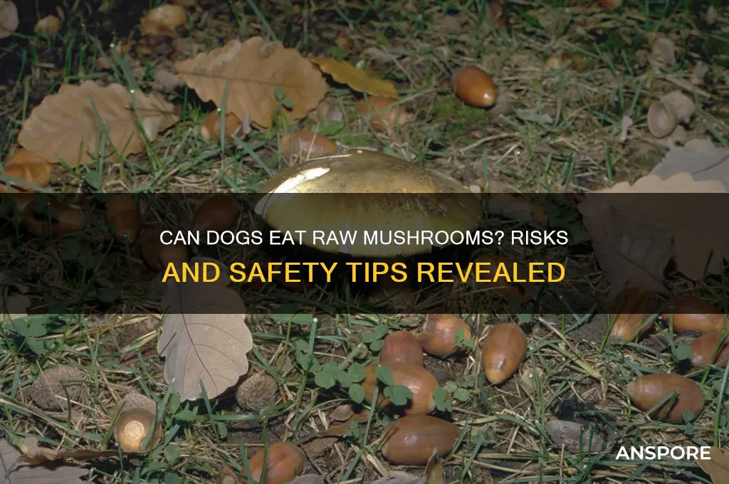 are raw mushrooms bad for dogs
