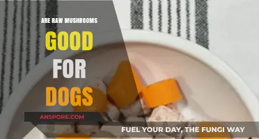 Can Dogs Eat Raw Mushrooms? Safety and Health Benefits Explained
