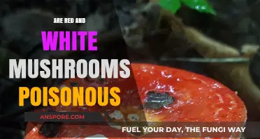 Red and White Mushrooms: Are They Poisonous or Safe to Eat?
