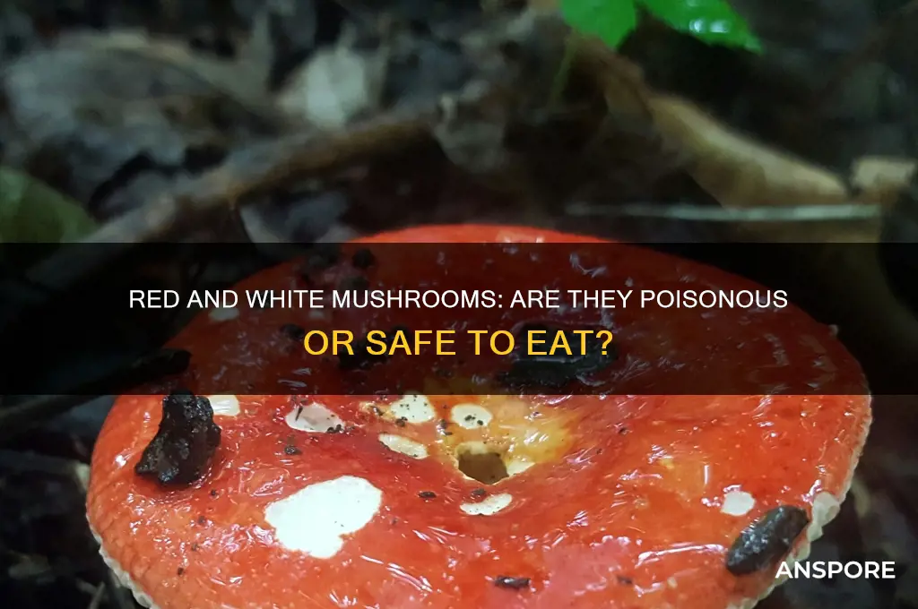 are red and white mushrooms poisonous