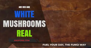 Myth or Reality: Red and White Mushrooms