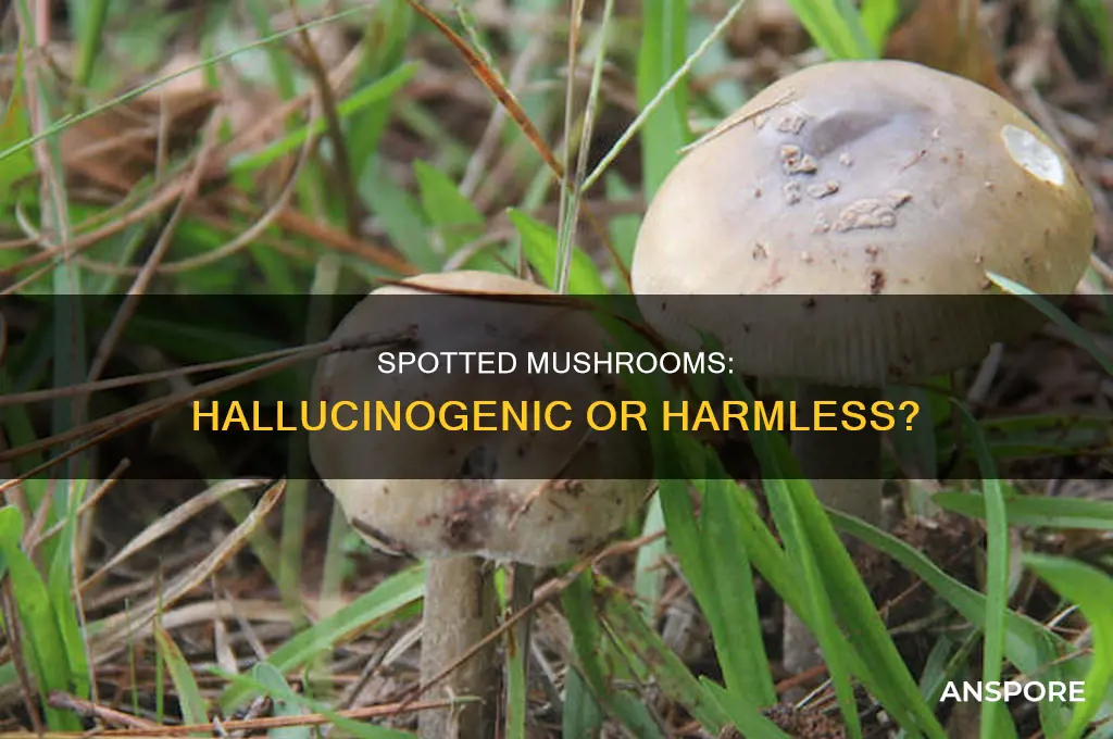 are red and white spotted mushrooms hallucinogenic