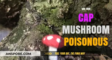Are Red Cap Mushrooms Poisonous? A Comprehensive Guide to Safety