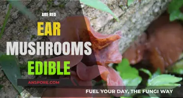 Are Red Ear Mushrooms Edible? A Comprehensive Guide to Safety