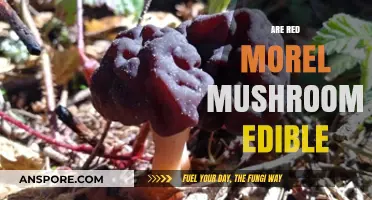 Are Red Morel Mushrooms Edible? A Comprehensive Guide to Safety
