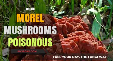 Are Red Morel Mushrooms Poisonous? Unveiling the Truth About Their Safety