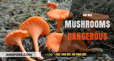 Red Mushrooms: Are They Poisonous?