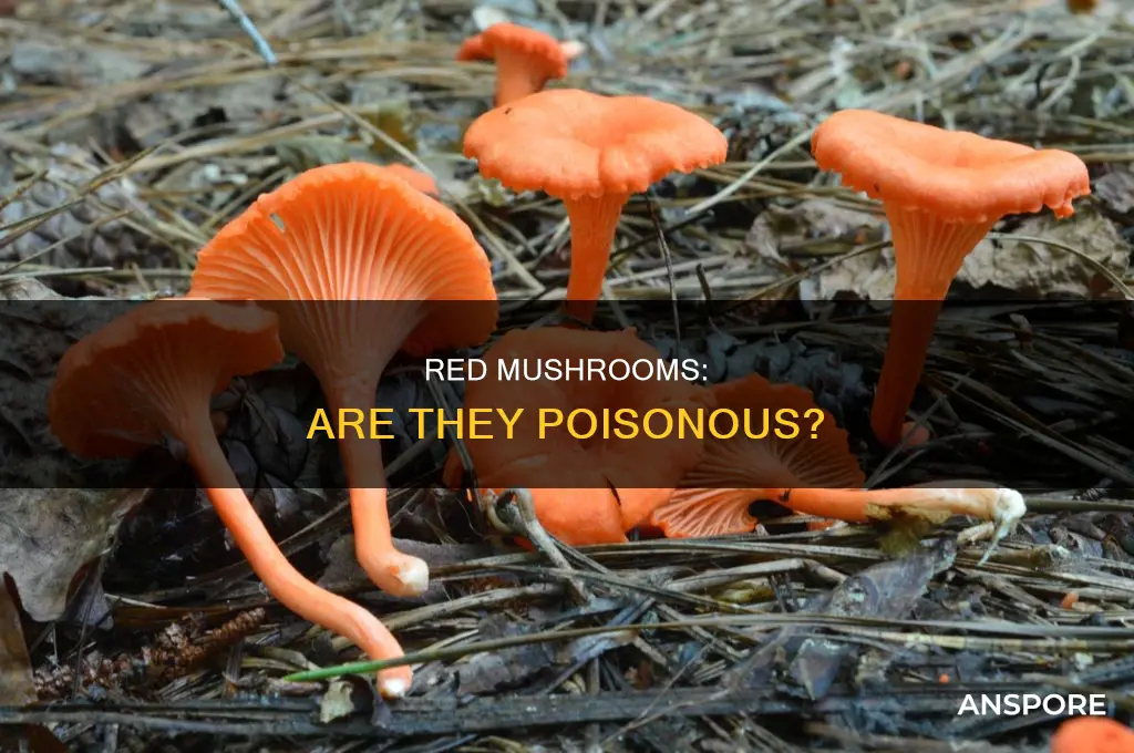 are red mushrooms dangerous