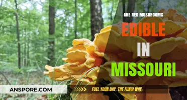 Are Red Mushrooms in Missouri Safe to Eat? A Guide