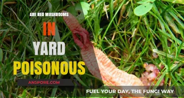 Are Red Mushrooms in Your Yard Poisonous? A Safety Guide