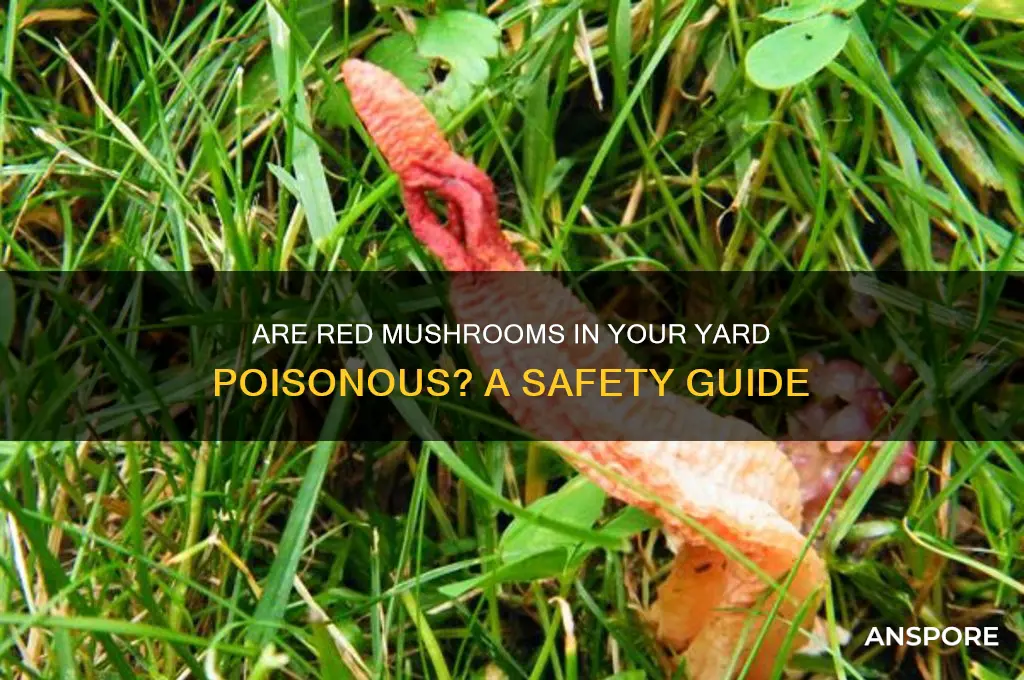 are red mushrooms in yard poisonous