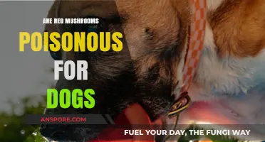 Are Red Mushrooms Poisonous to Dogs? A Safety Guide