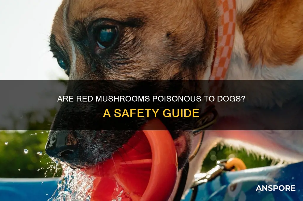 are red mushrooms poisonous for dogs