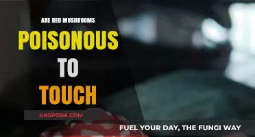 Are Red Mushrooms Poisonous to Touch? Unveiling the Truth