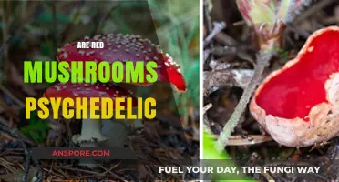 Psychedelic Red Mushrooms: What You Need to Know