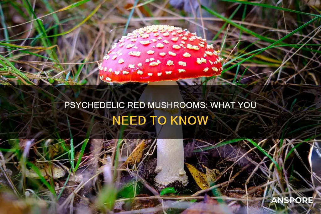 are red mushrooms psychedelic