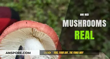 The Mystery of Red Mushrooms: Fact or Fiction?