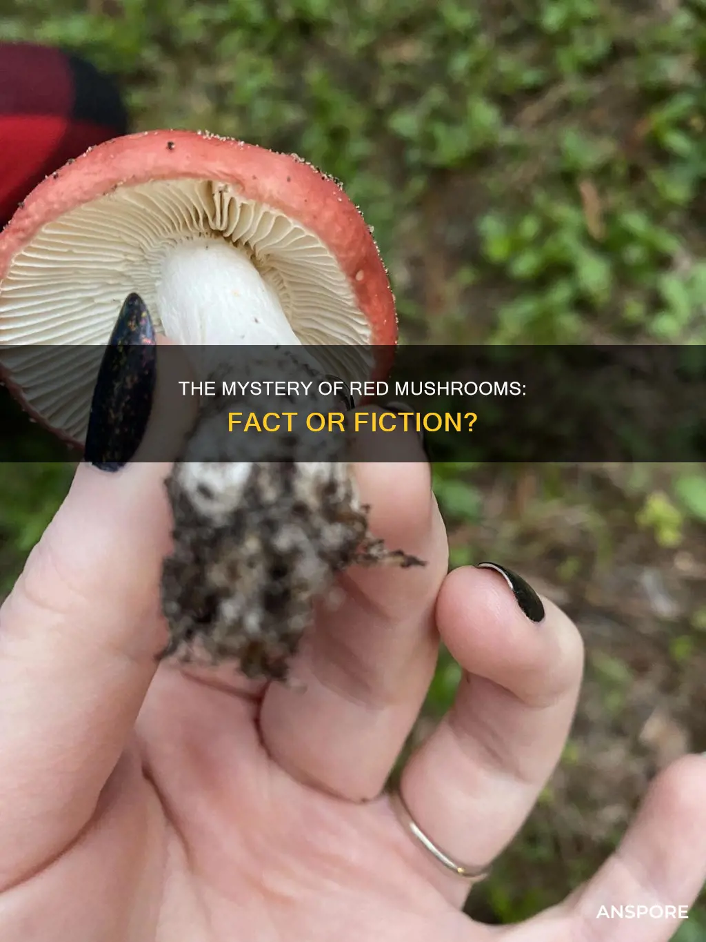 are red mushrooms real