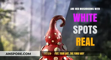 Mythical Mushrooms: Are Red Mushrooms with White Spots Real?