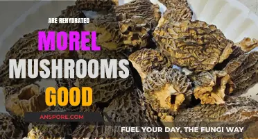 Rehydrated Morel Mushrooms: Are They Worth the Culinary Effort?