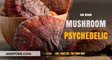Reishi Mushrooms: Psychedelic or Not?