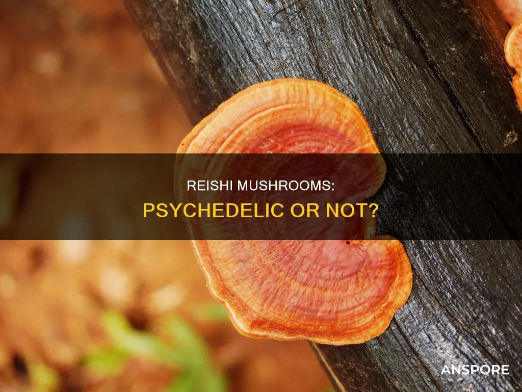 are reishi mushroom psychedelic