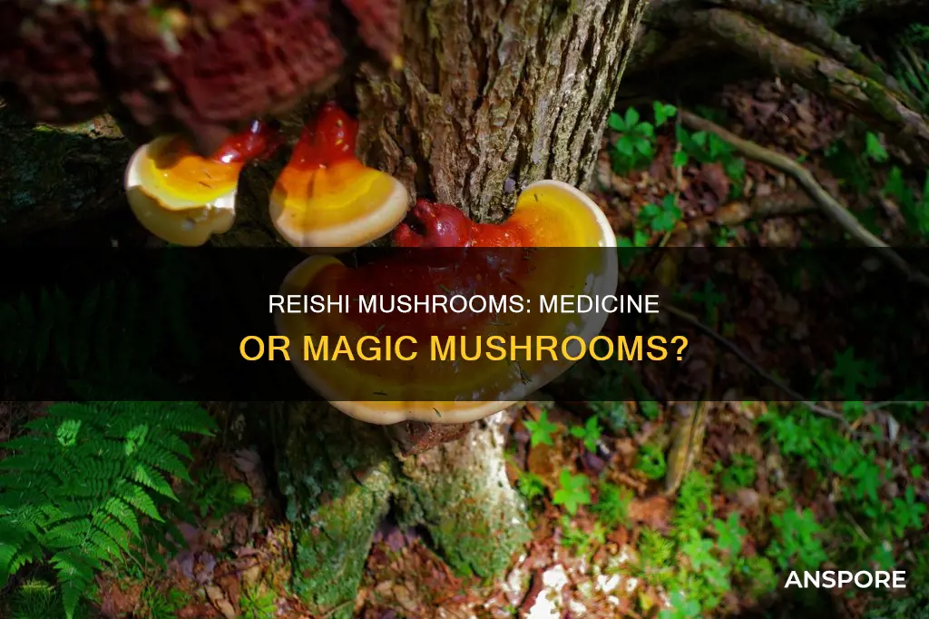are reishi mushrooms drugs