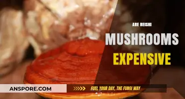 Reishi Mushrooms: Expensive Superfood or Affordable Luxury?