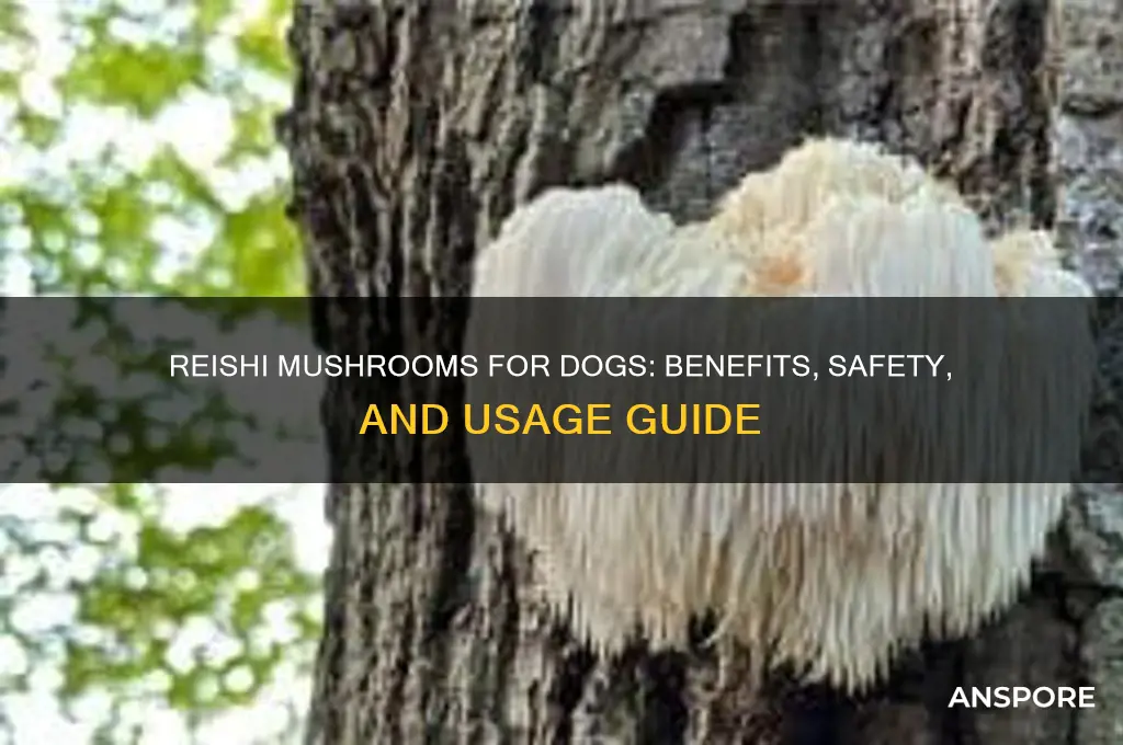 are reishi mushrooms good for dogs