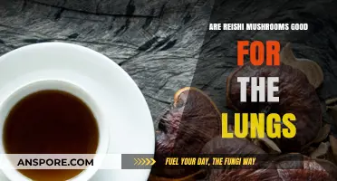 Reishi Mushrooms: Lung Health Benefits and Respiratory Support Explained