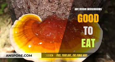 Reishi Mushrooms: Nutritional Benefits, Taste, and Culinary Uses Explained