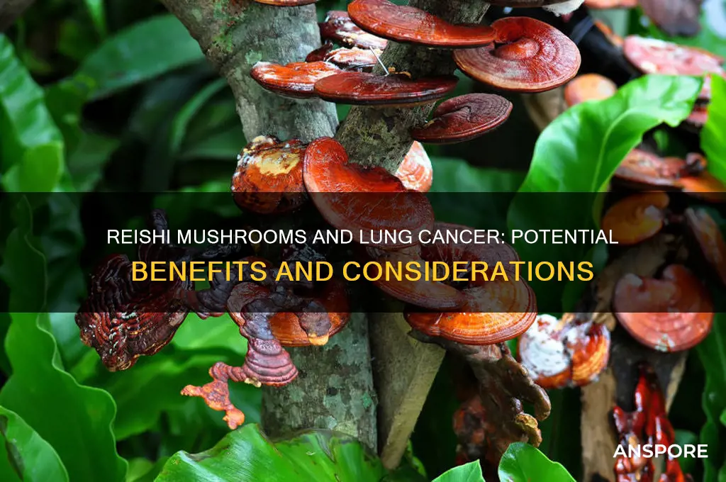 are reishi mushrooms good to take withlung cancer