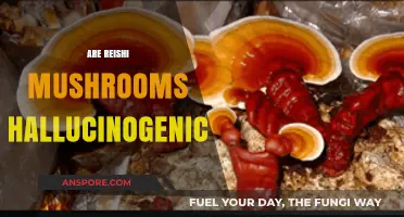 Reishi Mushrooms: Hallucinogenic or Not?