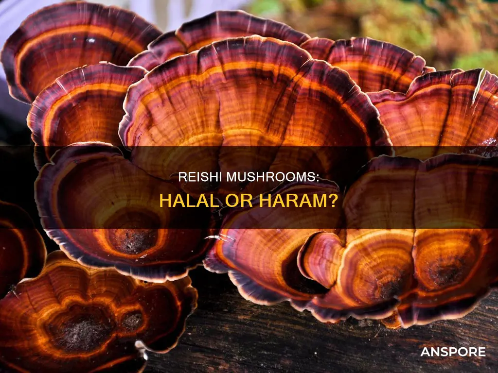 are reishi mushrooms haram