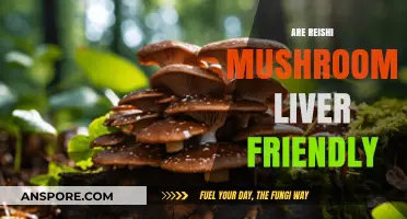 Reishi Mushrooms: Friend or Foe to Your Liver?