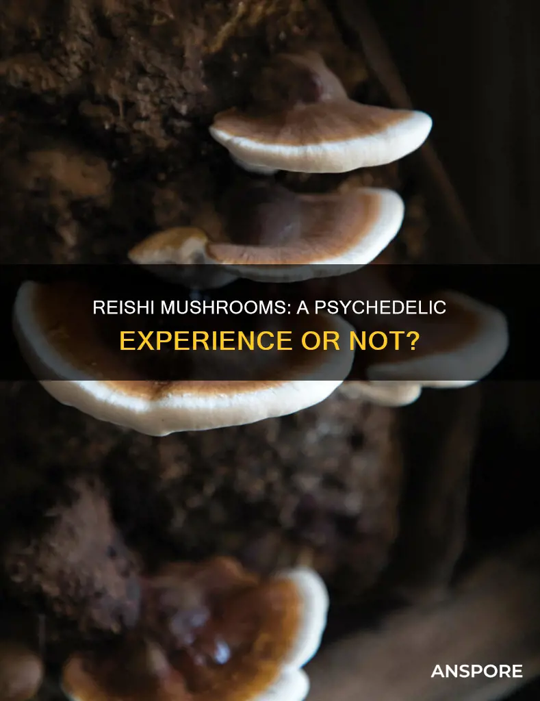 are reishi mushrooms psychedelic
