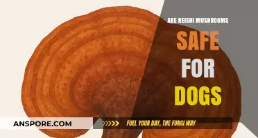 Reishi Mushrooms: Safe Superfood for Dogs?