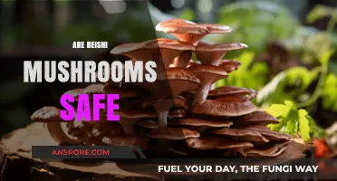 Reishi Mushrooms: Safe Superfood or Dangerous?