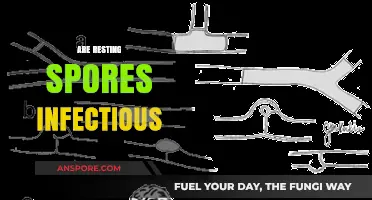 Are Resting Spores Infectious? Unveiling Their Role in Disease Transmission