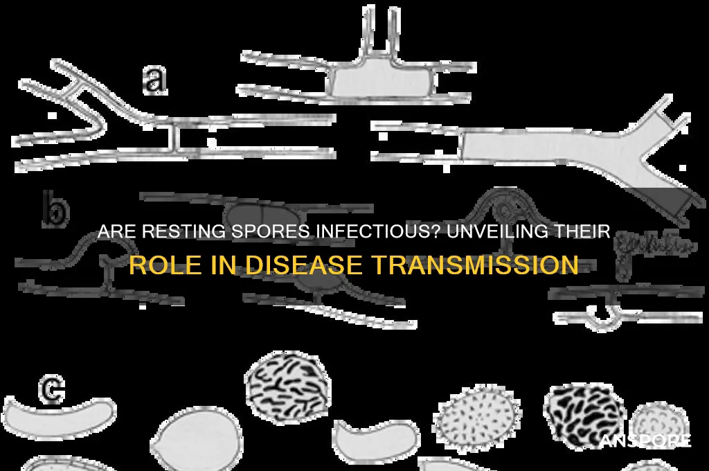 are resting spores infectious