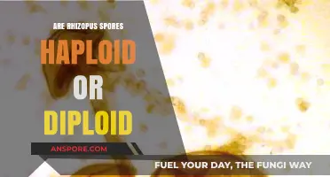 Rhizopus Spores: Understanding Their Haploid or Diploid Nature Explained