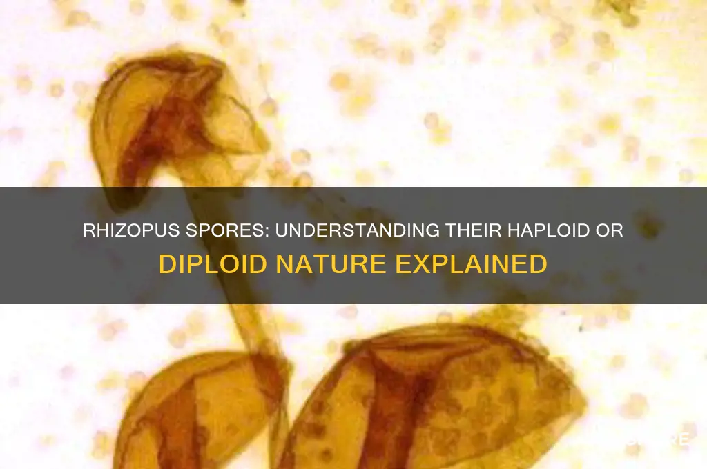 are rhizopus spores haploid or diploid