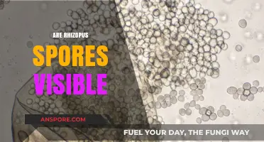 Are Rhizopus Spores Visible? Unveiling the Microscopic Truth