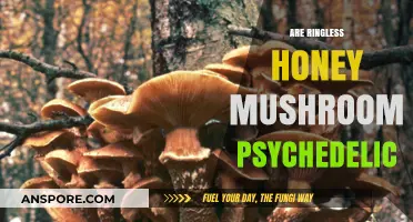 Honey Mushrooms: A Psychedelic-Free Treat