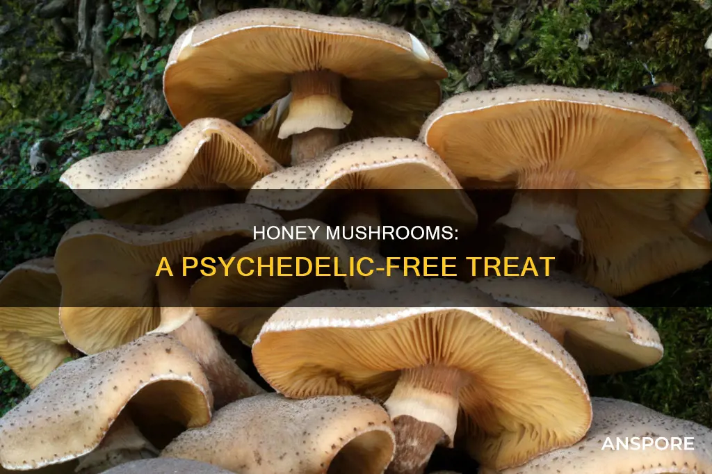 are ringless honey mushroom psychedelic