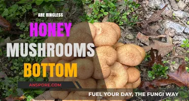 Honey Mushrooms: What's Beneath the Cap?